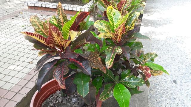 plants-2017-1022-bym-1.jpg