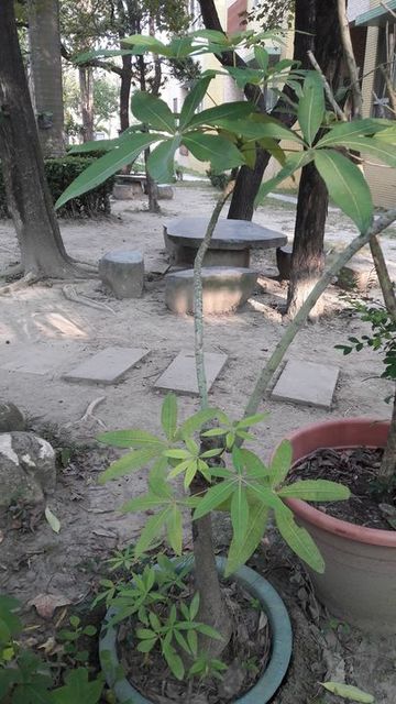 plants-2017-1023-kl-1.jpg